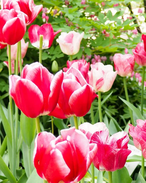 Belas tulipas coloridas em um campo, cartão postal ou cartão de saudação para a mãe e a Páscoa — Fotografia de Stock