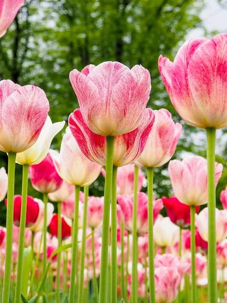 Belas tulipas coloridas em um campo, cartão postal ou cartão de saudação para a mãe e a Páscoa — Fotografia de Stock