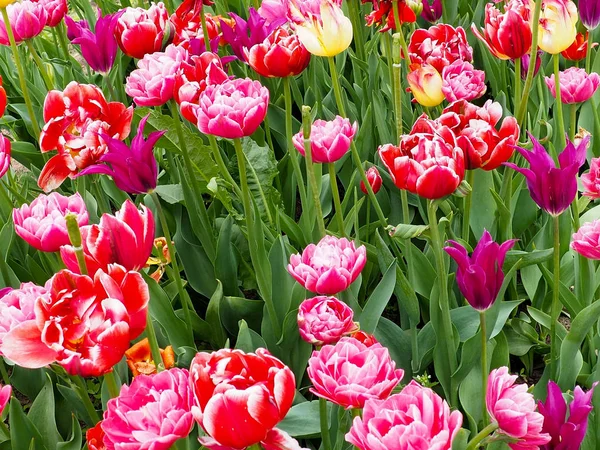 Belas tulipas no jardim — Fotografia de Stock