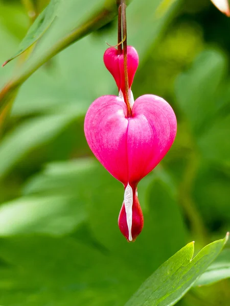 Jarní květiny série, krvácející srdce květina, Dicentra spectabilis — Stock fotografie