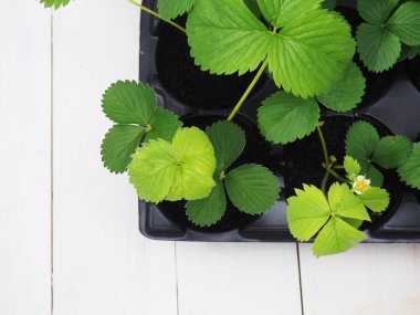 Sanat yeşil çilek, çilek ağacı yaprak, yabani çilek yaprakları arka plan