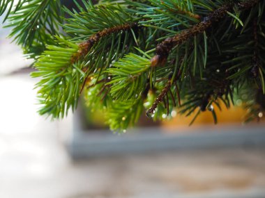 Bahar. Güzel doğal arka plan yeşil çimen çiy ve su ile bırakır. Mevsimlik kavramı - doğa sabah.