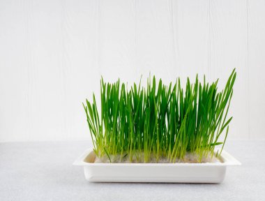 Yeşil taze ot yulaf, beyaz tahta arka plan, tepsi ile yetiştirilen, metin, tazelik, yaz, beslenme ve sağlık kavramı kopya alan çimen, değer