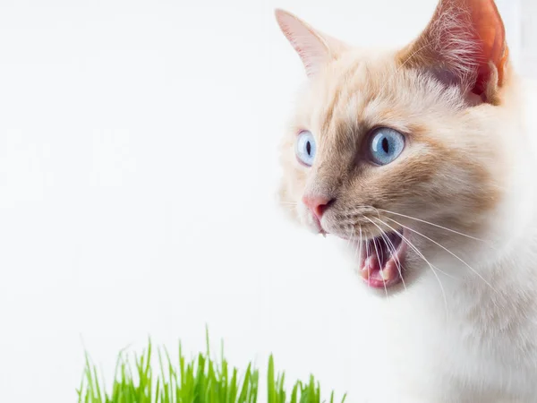 duygusal beyaz kırmızı kedi oyun, sürpriz, evde beslenen hayvan çalış. Kavram mutlu kedi, büyük mavi gözleri, portre