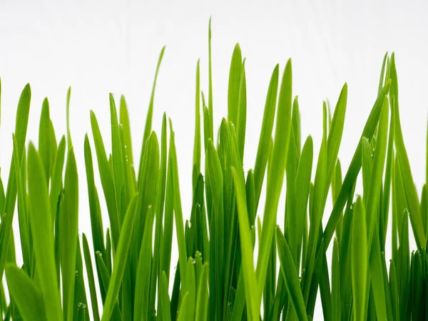 Avena Verde Hierba Fresca Fondo Madera Blanca Cultivado Espacio Copia —  Fotos de Stock