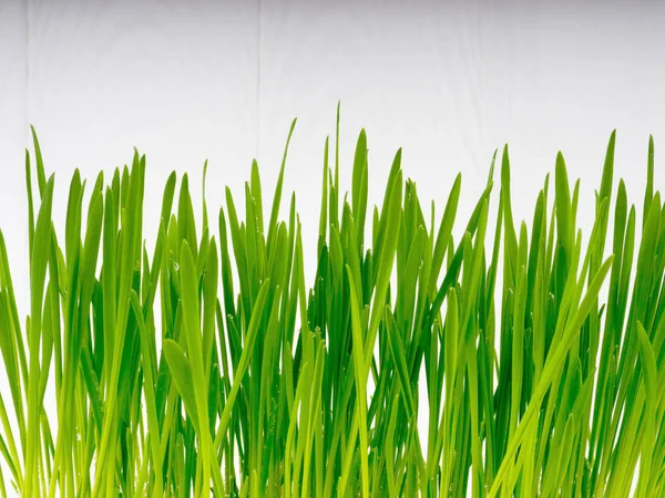 Green Fresh Grass Oats White Wood Background Grown Copy Space — Stock Photo, Image