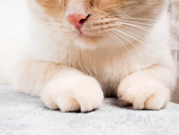 Puha Mancsok Macska Szoros Aranyos Vörös Láb — Stock Fotó