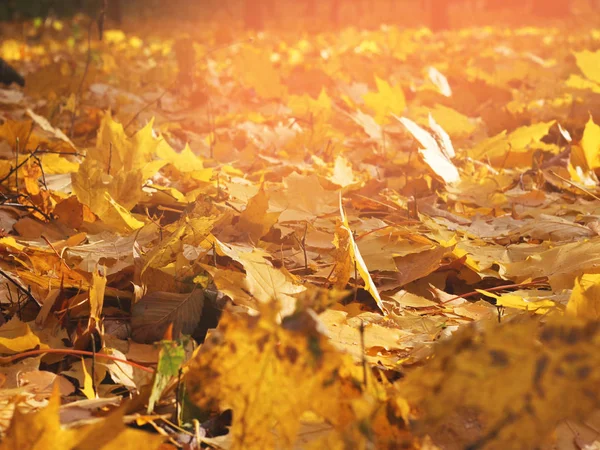 Rosso e arancione autunno foglie sfondo — Foto Stock