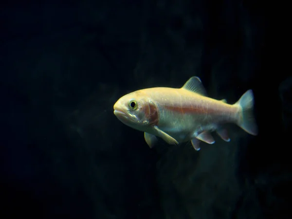 Fond de paysage de récif corallien sous-marin dans l'océan bleu profond avec des poissons colorés et la vie marine, fond flou — Photo