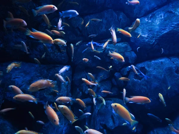 Fundo paisagem recife de coral subaquático no oceano azul profundo com peixes coloridos e vida marinha, fundo borrado — Fotografia de Stock