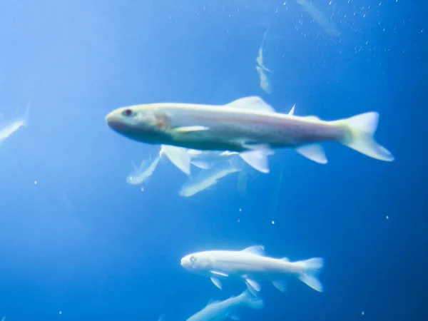 Sfondo della barriera corallina subacquea paesaggio nel profondo oceano blu con pesci colorati e vita marina, sfondo sfocato — Foto Stock