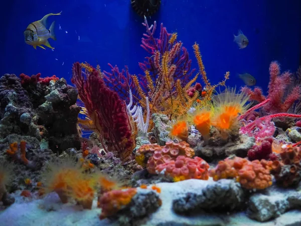 Sfondo della barriera corallina subacquea paesaggio nel profondo oceano blu con pesci colorati e vita marina, sfondo sfocato — Foto Stock