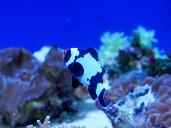 Sfondo della barriera corallina subacquea paesaggio nel profondo oceano blu con pesci colorati e vita marina, sfondo sfocato — Foto Stock