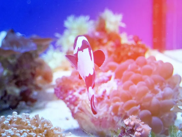 Sfondo della barriera corallina subacquea paesaggio nel profondo oceano blu con pesci colorati e vita marina, sfondo sfocato — Foto Stock