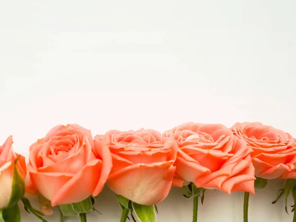 Ряд Розовых Цветов Белый Фон Пространство Копирования — стоковое фото