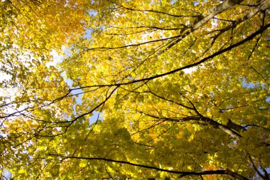 Kırmızı ve Turuncu Sonbahar Yaprakları Arkaplanı