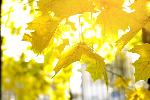 Hojas Otoño Brillantes Entorno Natural Árboles Arce Otoño Fondo Amarillo — Foto de Stock