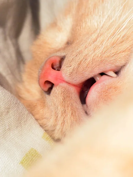 Nahaufnahme Gesicht Einer Niedlichen Grauen Katze Schlafend Die Katze Schläft — Stockfoto