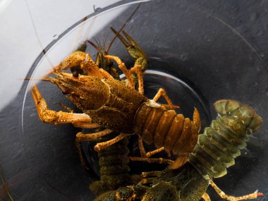 taze kerevit yakaladı başarılı bir balık tutmak için bir ödül olarak nehir kerevit siyah bir arka plan üzerinde yaşamak.