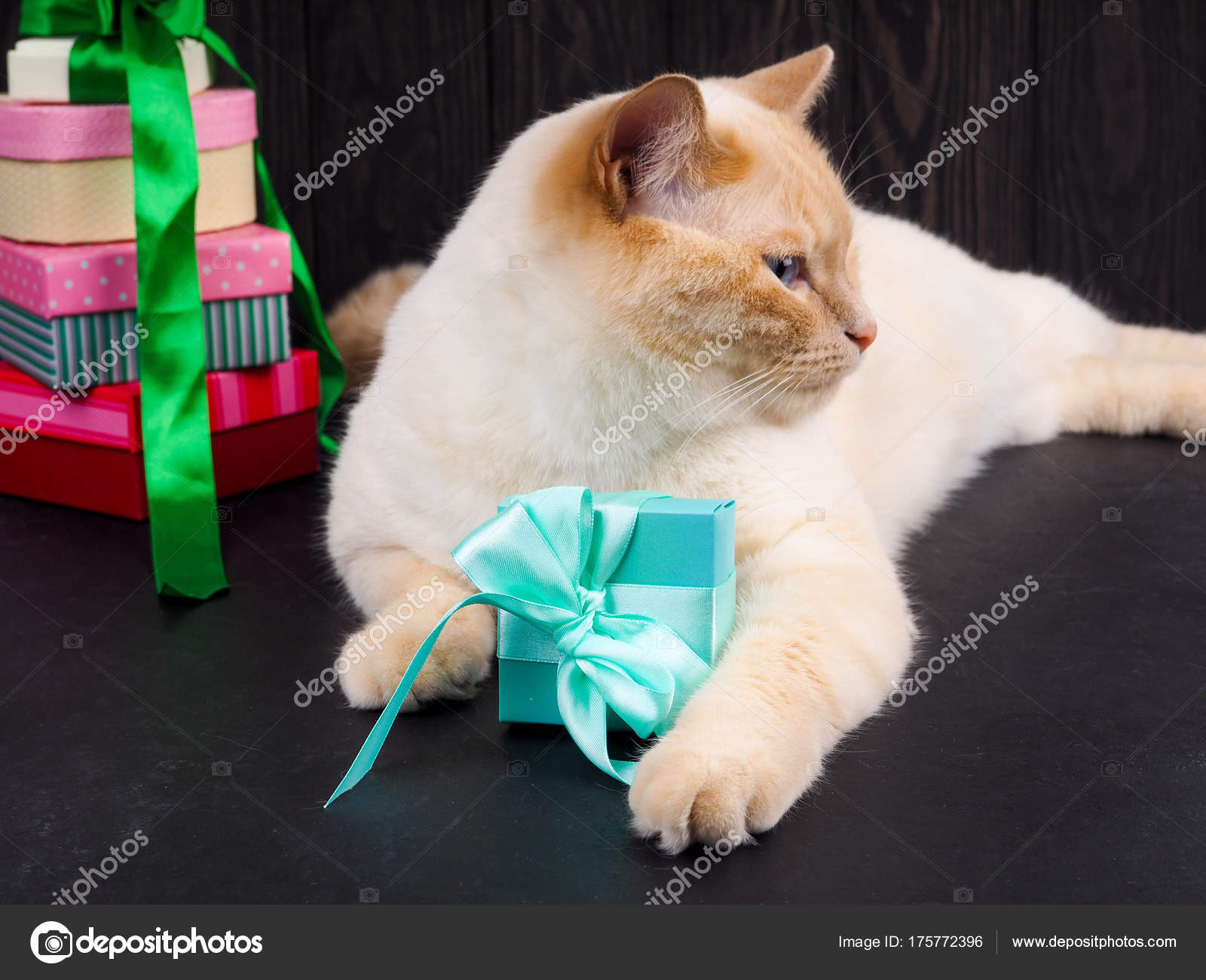 Noël Chat Chaton Joue Avec Une Boule Noël Photographie