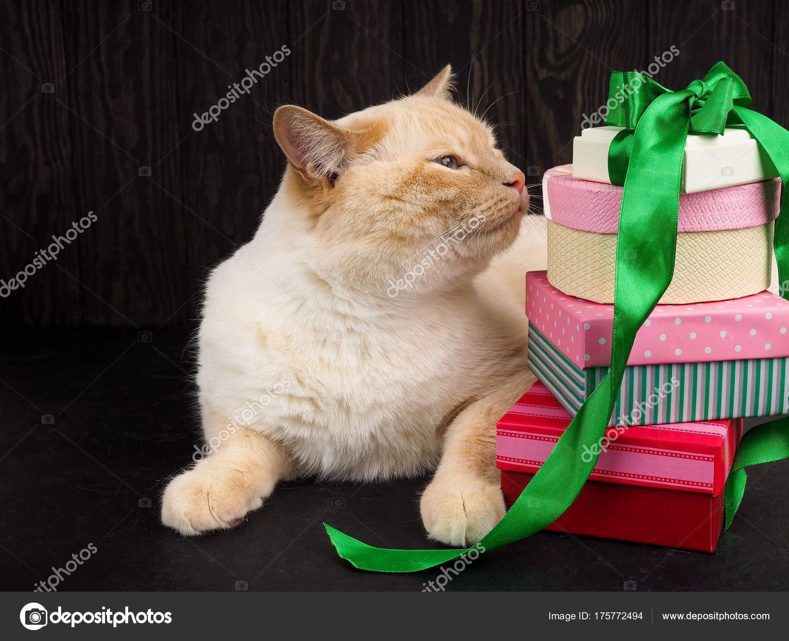 Noël Chat Chaton Joue Avec Une Boule Noël Photographie