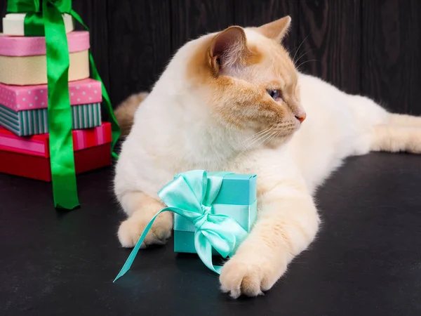 Cat Christmas Kitten Playing Christmas Ball — Stock Photo, Image