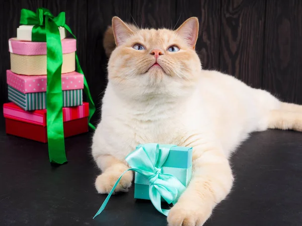 Cat Christmas Kitten Playing Christmas Ball — Stock Photo, Image