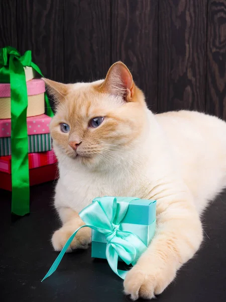 Cat Christmas Kitten Playing Christmas Ball — Stock Photo, Image