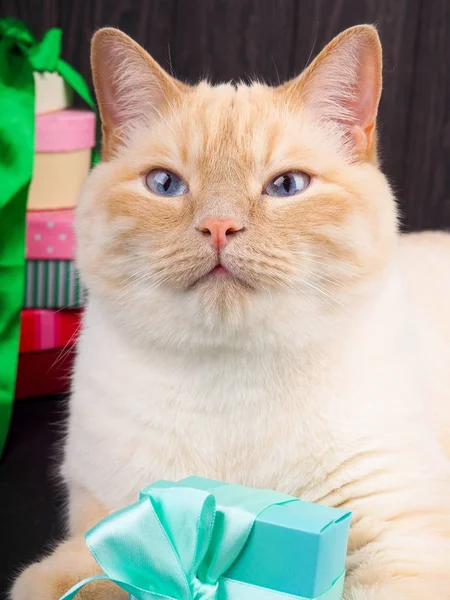 White Cat Blue Eyes Playing Gift Box Christmas Dark Background — Stock Photo, Image
