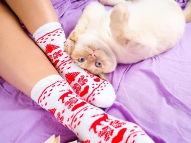 Kanepe oturma odasında yatan kedi Noel, yılbaşı çoraplı kadın bacaklar için sonraki, kıvırcık kedi konfor kavramını dekore edilmiş