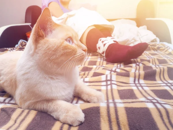 Gato acostado en el sofá en la sala de estar decorado para Navidad, piernas femeninas en calcetines de Navidad, junto al gato acurrucado, el concepto de comodidad —  Fotos de Stock