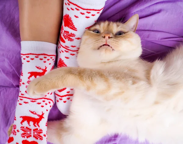 Kanepe oturma odasında yatan kedi Noel, yılbaşı çoraplı kadın bacaklar için sonraki, kıvırcık kedi konfor kavramını dekore edilmiş