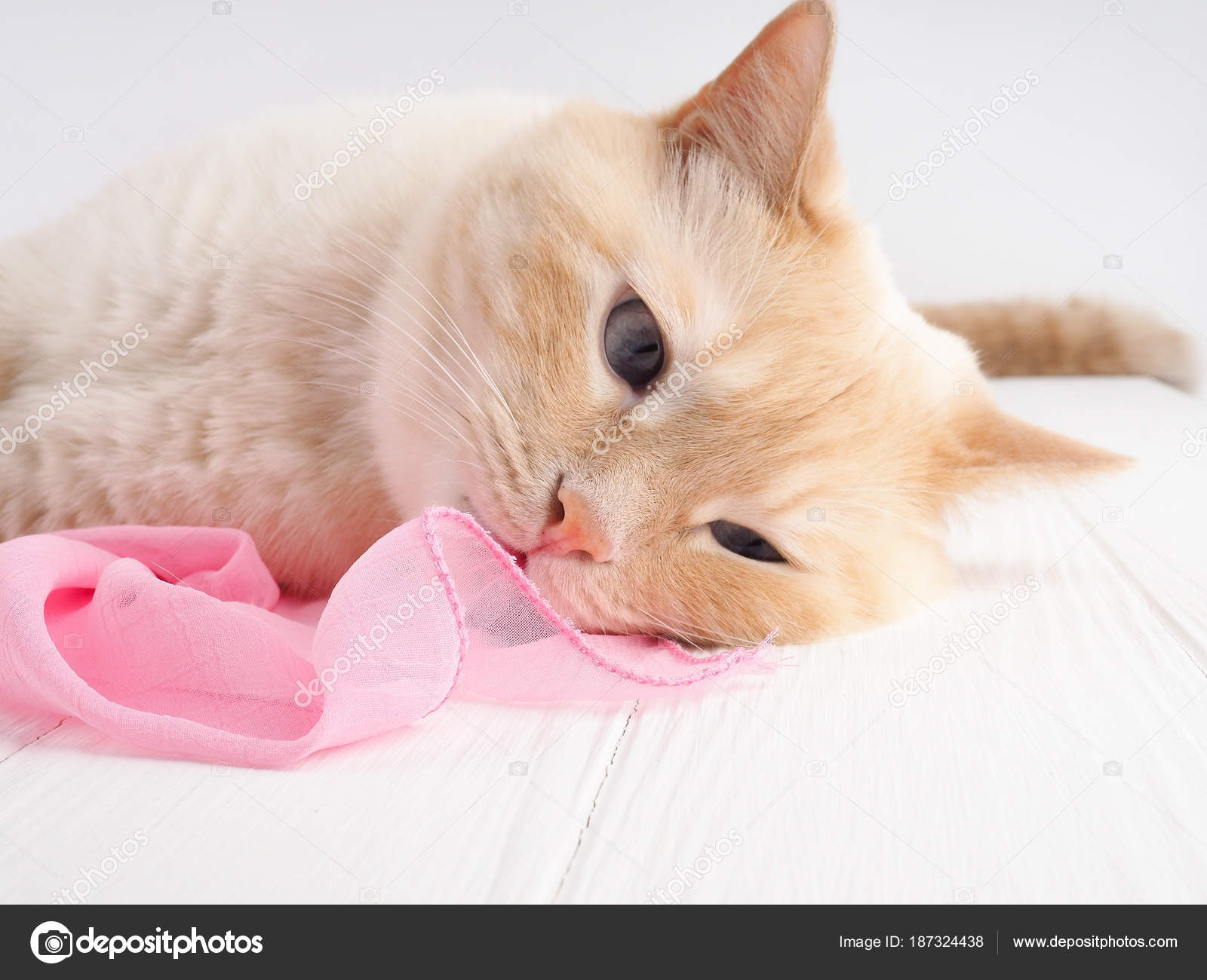 Mignon Petit Chaton Rouge Dort Relaxant Profiter Image Libre De Droit Par Byallasaa C Mignon Petit Chaton Rouge Dort Relaxant Profiter Image Libre De Droit Par Byallasaa C