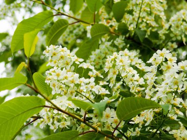 Bahar, güzel bir güneşli bahar gününde kuş kiraz bahçesinde çiçek açan dalı kuş-kiraz ağacında