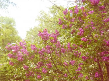 Bahar Dalı çiçek açması Lila, leylak Blooming çiçekler güneş ışığı tarafından yaktı. Seçici odak Merkezi çiçek