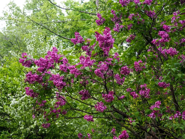 Άνοιξη υποκατάστημα του λιλά, Blooming λιλά λουλούδια που ανθίζουν φωτίζονται από το φως του ήλιου. Επιλεκτική εστίαση τα κεντρικά λουλούδια — Φωτογραφία Αρχείου