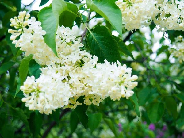 Rama primaveral de flores de lila floreciente, flores de lila florecientes iluminadas por la luz del sol. Enfoque selectivo en las flores centrales — Foto de Stock