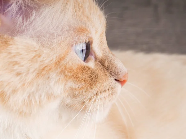 Namlu ile yakın kırmızı bir kedi kadar metin için ahşap arka plan beyazdır