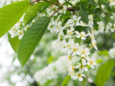 Elma, kiraz, vişne ve Sakura çiçekler ilkbaharda kadınlar için