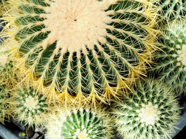 Etli bitki, Echinocactus grusonii etli bitki