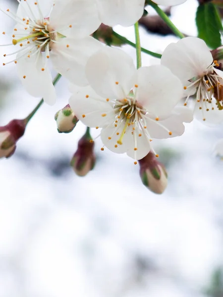 Cerejeira florescente e árvores de maçã na primavera, o espaço para texto, saudações no dia das mulheres felizes — Fotografia de Stock