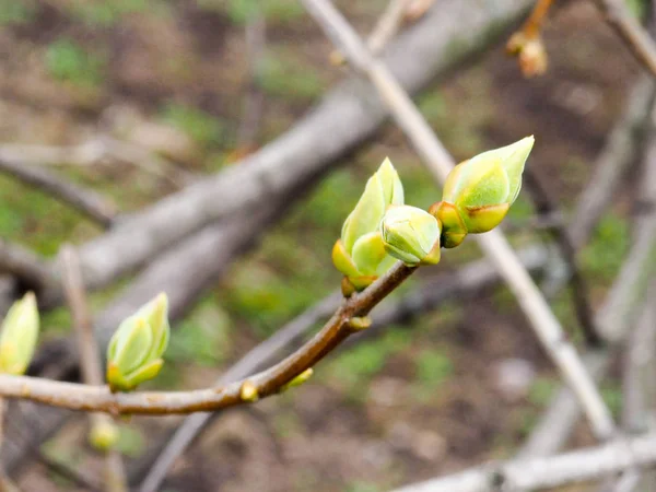 Ramas, hojas en ciernes en la primavera, el bosque de primavera — Foto de Stock