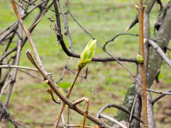 Grenar, spirande blad på våren, våren skogen — Stockfoto