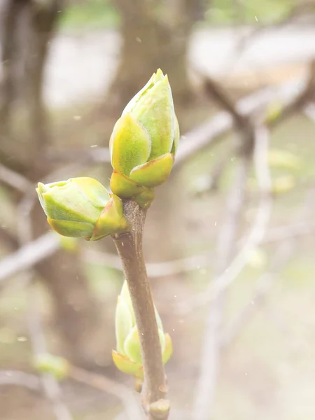 Bahar, Bahar orman tomurcuklanma dalları, yaprakları — Stok fotoğraf