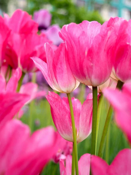 Campo com tulipas ao nascer do sol na primavera, tulipas para mulheres, vermelho, amarelo, tulipas brancas no jardim em um dia ensolarado — Fotografia de Stock