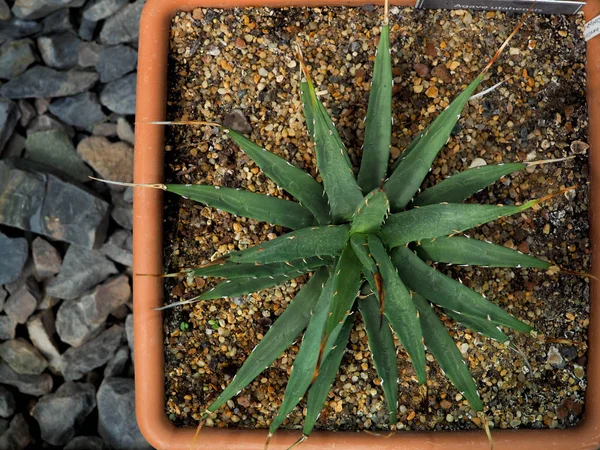 다 육 식물, Echinocactus grusonii 다 육 식물 — 스톡 사진