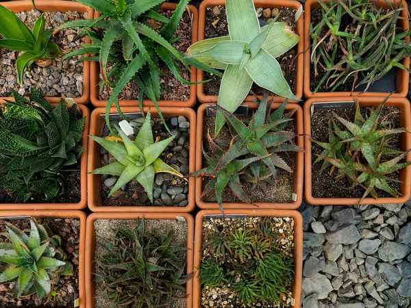 다 육 식물, Echinocactus grusonii 다 육 식물 — 스톡 사진