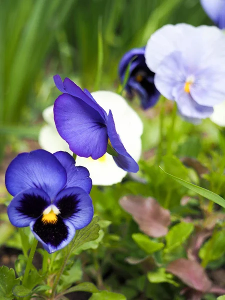 Viola cornuta, pansy chifre, pansy tufado, Campo de primavera, flores coloridas de violetas — Fotografia de Stock