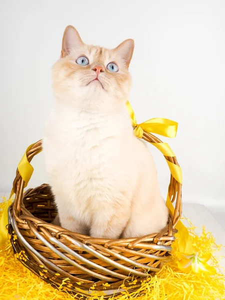 White red cat in a basket, with blue eyes as a gift, Easter cat — Stock Photo, Image