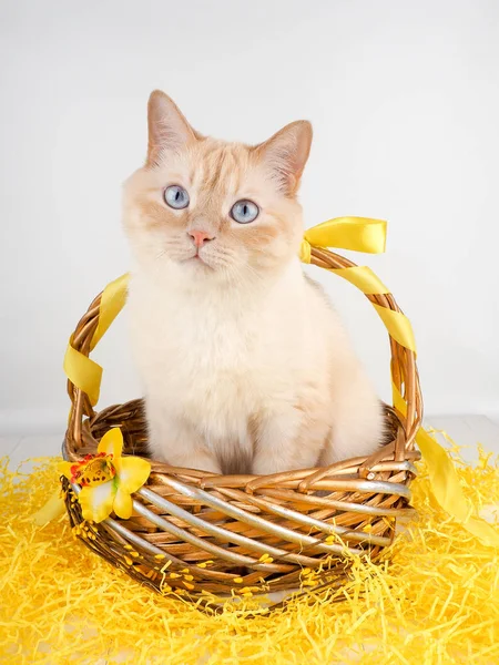 Weiß rote Katze im Korb, mit blauen Augen als Geschenk, Osterkatze — Stockfoto